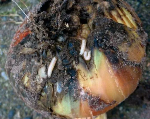 Скопление личинок на корнях луковицы