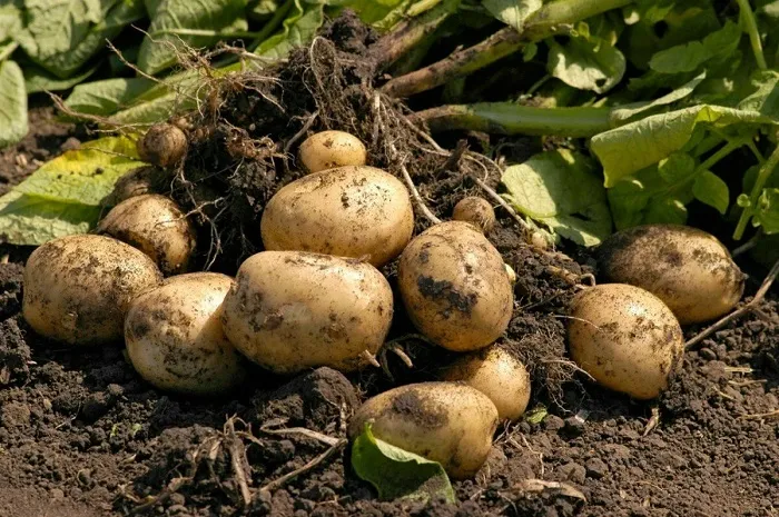 Удобрение картофеля