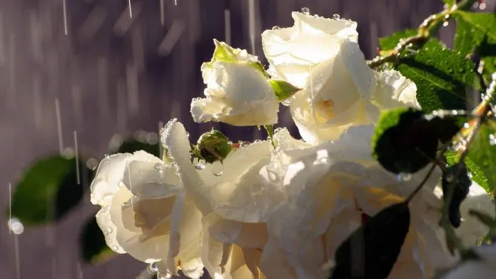 Цветочная кисть розы под дождём