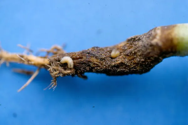 Личинка капустной мухи на пораженном растении. Фото с сайта wordpress.com