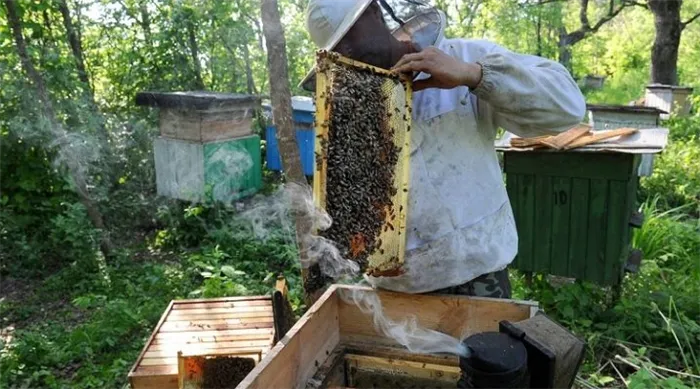 Обработка пчел щавелевой кислотой опрыскиванием