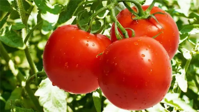 Способы подвязки помидоров в открытом грунте: как правильно сделать и нужно ли это вообще