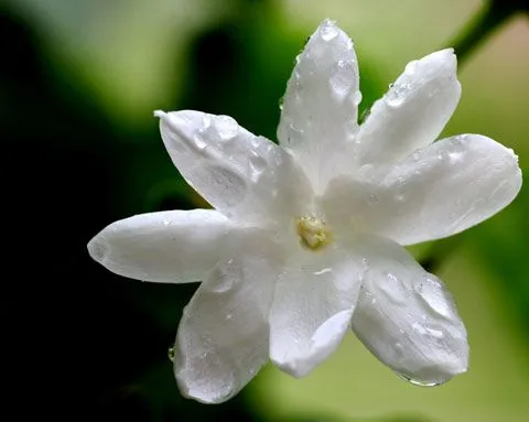 как выглядит цветок жасмин