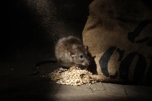 Крыса - животное потрясающе умное, хитрое, осторожное