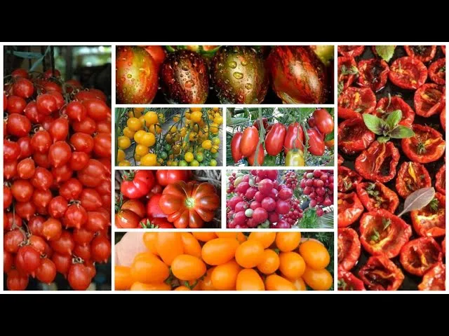Самые модные черри-томаты для вяления и долгого хранения