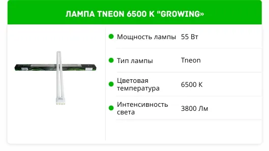 TNEON 6500 k growing