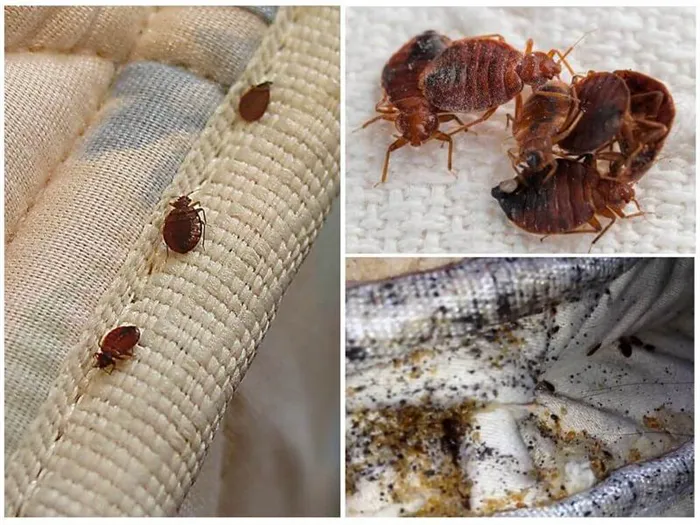 Руководство как распознать квартирных клопов и избавиться от паразитов: жизненный цикл насекомого, как появляются, эффективные средства, как вывести домашними средствами