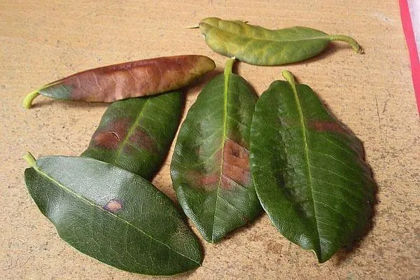 Сухие пятна на листьях