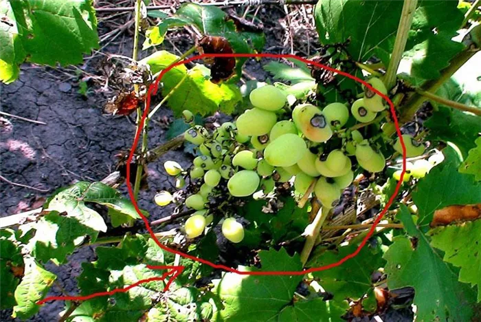 коллоидная сера при болезнях винограда