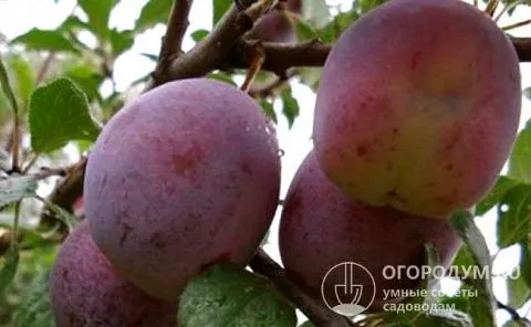 Взрослое дерево «Волгоградской» способно приносить до 150 кг плодов за сезон