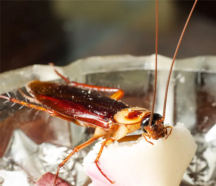 Сколько тараканы живут без воды еды и головы