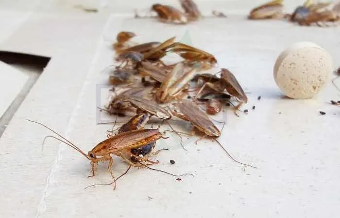 Естественная смерть тараканов в домашних условиях наступает через 9-30 месяцев