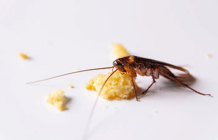Тараканы без еды и воды могут прожить до 40 дней