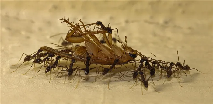 живут ли тараканы где живут муравьи