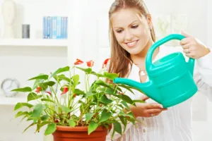 Огненное растение — антуриум: выращивание цветка и уход в домашних условиях