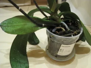 Водные процедуры и фаленопсисы. Как правильно поливать орхидею?