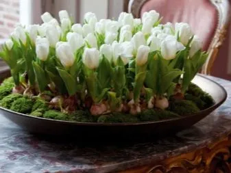 Кикомачи тюльпан