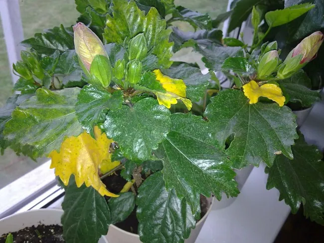 Почему желтеют листья у гибискуса и что делать