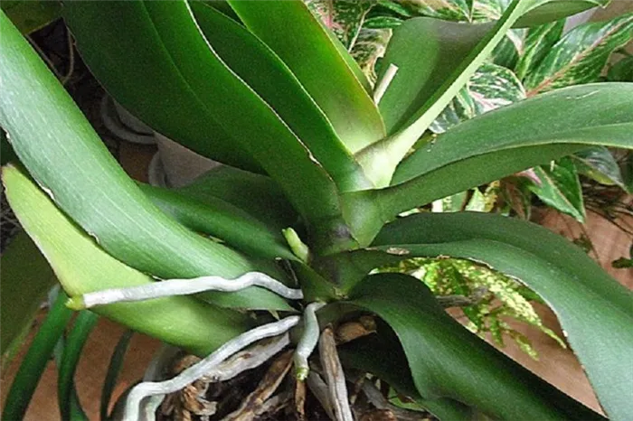 Как определить цветонос или корень у орхидеи (фото)