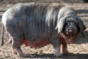 Описание породы китайских свиней Мейшан, условия содержания и разведение