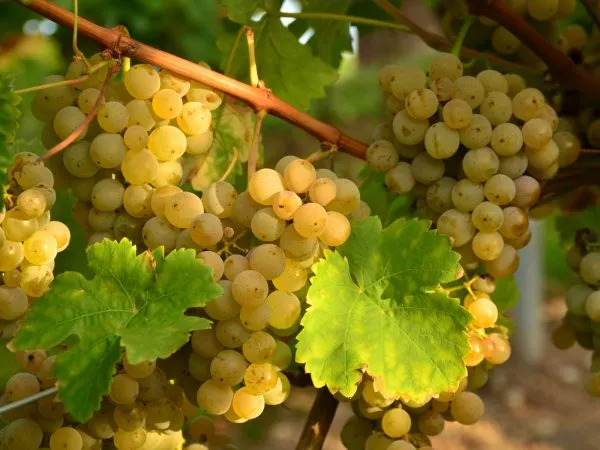Как вырастить виноград из черенков?