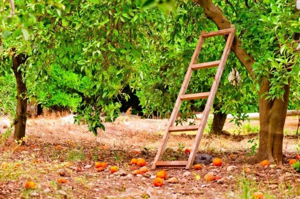Приставная деревянная лестница подойдёт для сбора фруктов в саду и обрезки деревьев