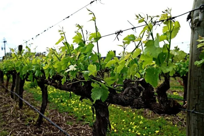 Уход за виноградом летом: необходимые работы на винограднике и советы опытных виноградарей