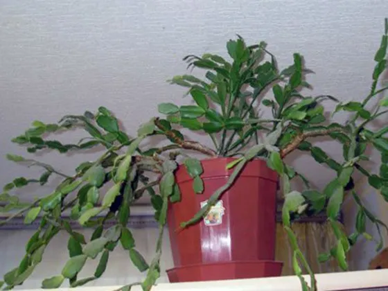 Выращивание в домашних условиях цветка декабрист: уход, приметы, разновидности