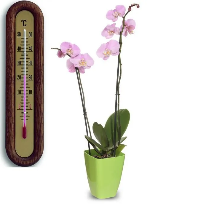 Орхидея и комнатный термометр