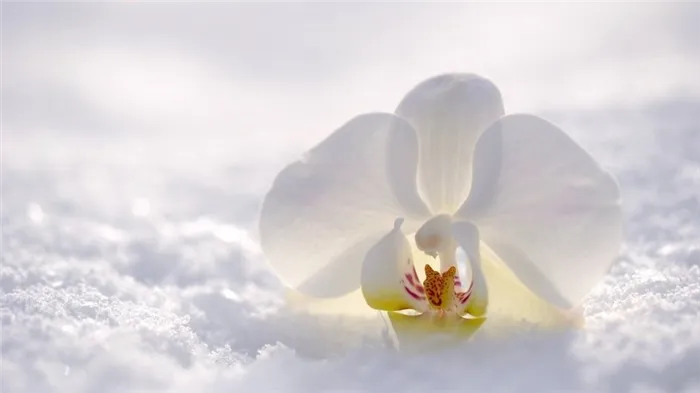 Цветок орхидеи на снегу