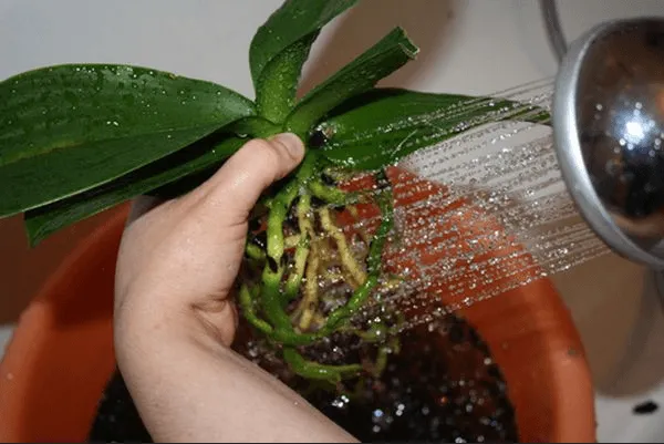 Промывание корней орхидеи