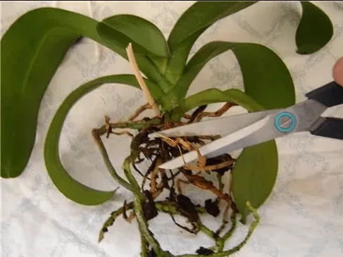 Обрезка больных корней орхидеи