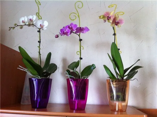 Орхидеи в специальных подставках
