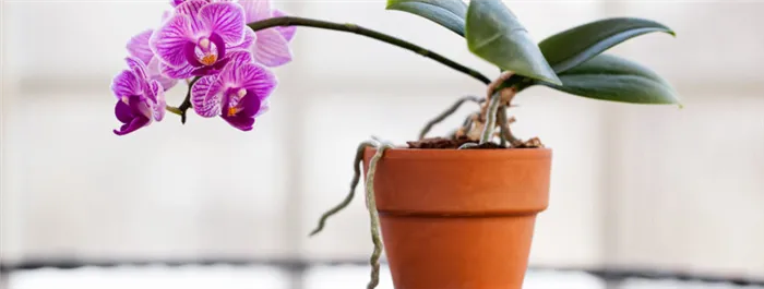 пересаживаем орхидею в домашних условиях пошаговая инструкция