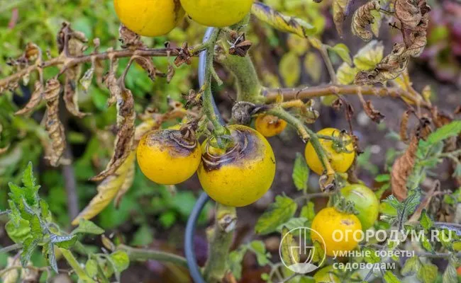 На фото – фитофтороз на томатах, который без должного лечения зачастую приводит к полной потере урожая