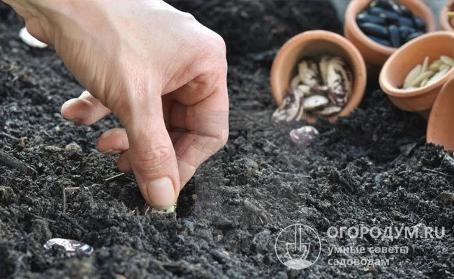 Зерна можно высевать сразу в открытый грунт, как только земля прогреется на глубину 10-15 см