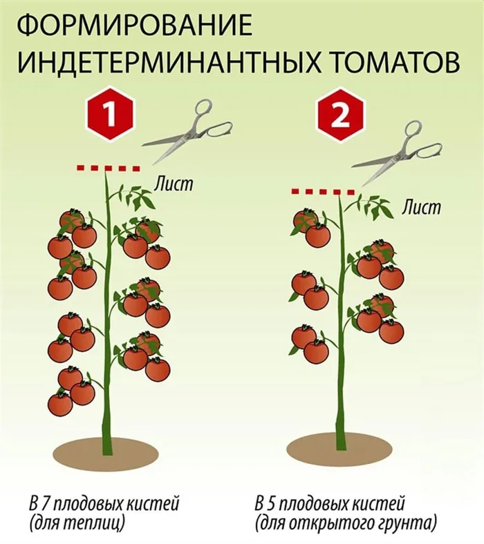 Схема пасынкования индетерминантных томатов