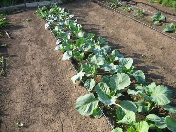 выращивание брокколи в открытом грунте