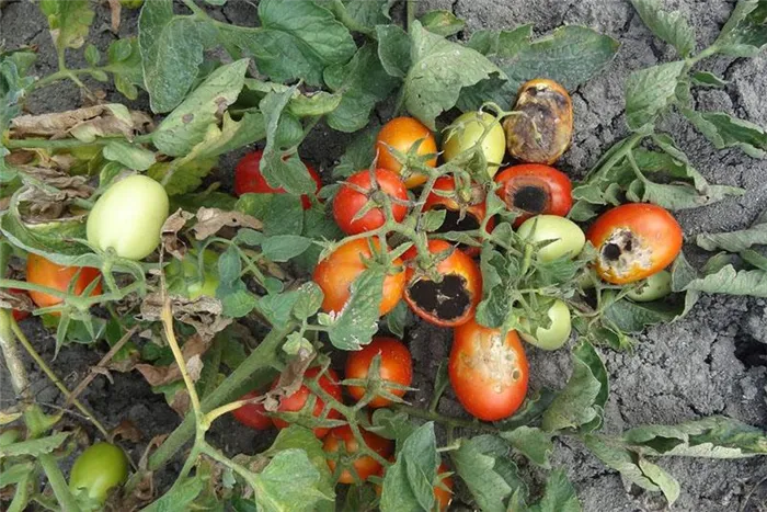 помидоры в открытом грунте