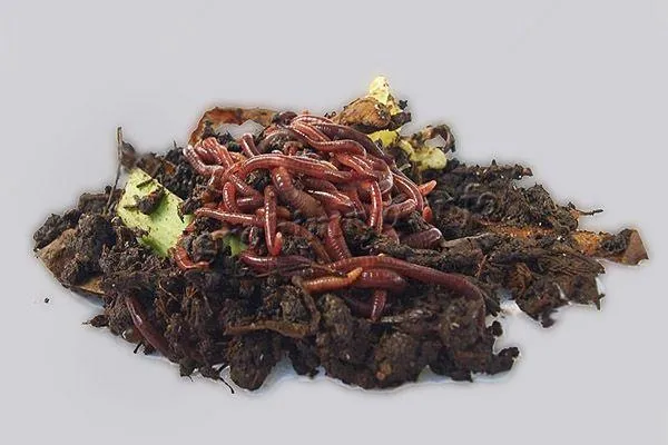 Фото красных Калифорнийских червей в компосте