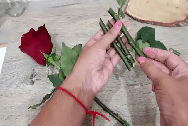 Как укоренить розу из букета в домашних условиях: пошаговая инструкция