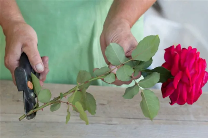 Как укоренить розу из букета в домашних условиях: пошаговая инструкция