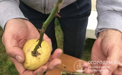 Эксперименты по укоренению черенков роз в картошке интересны садоводам, для которых процесс важен в большей степени, чем результат