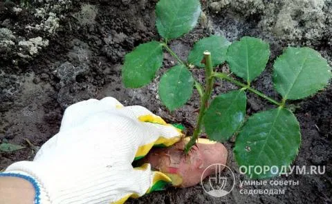 При «зеленом» (весенне-летнем) черенковании розы в картошке можно сразу посадить в открытый грунт, при осеннем – укоренение проводят в домашних условиях