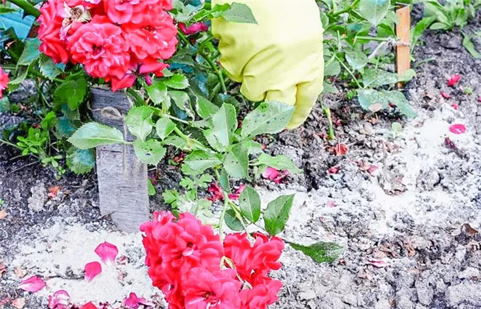 Красивые и неприхотливые: 18 лучших сортов зимостойких роз для вашего сада