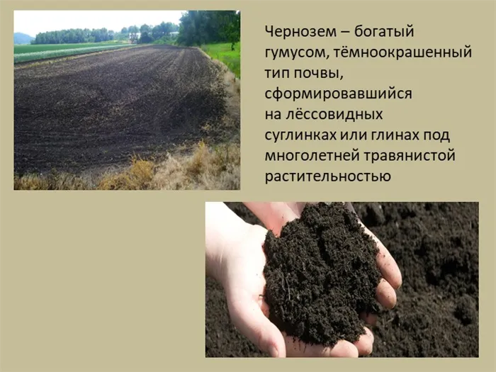 Чернозем – богатый гумусом, тёмноокрашенный тип почвы, сформировавшийся на лё. 