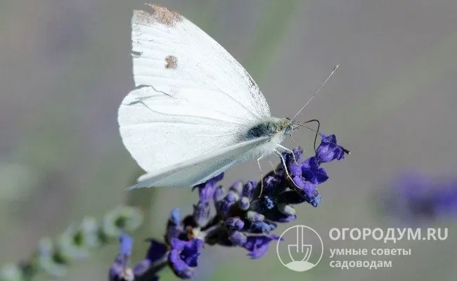 Бабочки-белянки, в отличие от их личинок, питаются только нектаром и пыльцой цветов