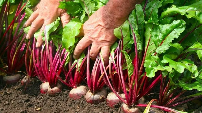 Как, когда и чем подкормить свеклу в июле-августе: секреты агротехники для получения богатого урожая