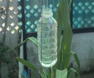 Капельный полив с помощью пластиковой бутылки