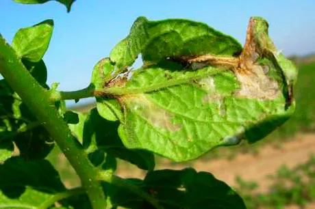 Повреждение листьев картофельной молью